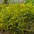SOLIDAGO FIREWORKS 1G