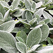 STACHYS 'HLN V STEIN/BIG EAR' 1G