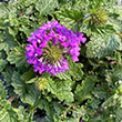 VERBENA 'HOMESTEAD PURPLE' 1G