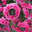SALVIA 'TWILIGHT SERENADE' 1G