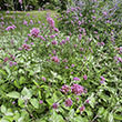 VERBENA 'BONARIENSIS' 1G