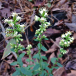 SOLIDAGO BICOLOR 1G