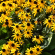RUDBECKIA 'FULGIDA' 1G
