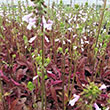 SALVIA PURPLE KNOCKOUT 1G