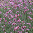 VERBENA BONARIENSIS QT