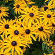 RUDBECKIA DEAMII 1G