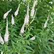 VERONICASTRUM 'VIRGINICUM' 1G