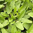 STACHYS 'SUMMER ROMANCE' 1G