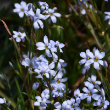 SISYRINCHIUM 'SUWANNEE' 1G
