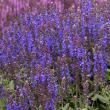SALVIA 'APEX BLUE' 1G