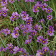 SISYRINCHIUM 'LUCERNE' 1G