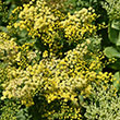 SOLIDAGO 'LITTLE LEMON' 1G