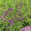 VERNONIA 'IRON BUTTERFLY' 1G