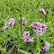 VERBENA 'LOLLIPOP' 1G