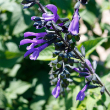 SALVIA 'RHYTHM AND BLUES' 1G