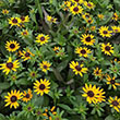 RUDBECKIA LITTLE GOLDSTAR 1G