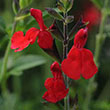 SALVIA 'RADIO RED' 1G