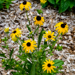 RUDBECKIA AMERICAN GLD RUSH 1G