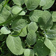 VERBASCUM 'DARK EYES' 1G