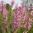 SALVIA 'ROSE RHAPSODY' QT