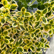 THYMUS 'GOLDEN LEMON' QT