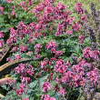 DICENTRA 'PINK DIAMONDS' 1G