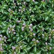 LAMIUM 'SHELL PINK' 1G