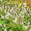 TIARELLA 'OAKLEAF' 1G