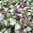 LAMIUM 'PURPLE DRAGON' 1G