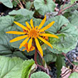 LIGULARIA 'OTHELLO' 1G