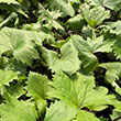 HOSTA 'CAPTAIN KIRK' 1G