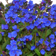 PULMONARIA 'NOVA COBALT' 1G