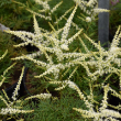 ARUNCUS 'FAIRY HAIR' 1G
