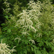 ARUNCUS DIOICUS 3G