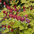 DICENTRA 'RUBY GOLD' 1G