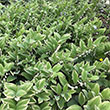 POLYGONATUM 'VARIEGATUM' 1G
