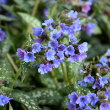 PULMONARIA 'TREVI FOUNTAIN' 1G
