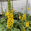 LIGULARIA 'THE ROCKET' 1G