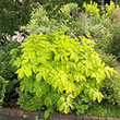 ARALIA 'SUN KING' 1G
