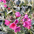 PULMONARIA 'RASPBERRY SPLASH' 1G