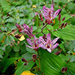 TRICYRTIS 'SINONOME' 1G