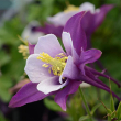 AQUILEGIA 'EB PURPLE WHITE' 1G