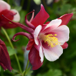 AQUILEGIA 'EB RED WHITE' 1G