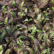 LEPTINELLA 'PLATTS BLACK' QT