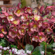 HELLEBORUS 'ELEMENTAL' 1G