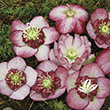 Helleborus ? hybridus 'WJ Cherry Blossom'