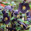 HELLEBORUS 'HM NY NIGHT' 1G