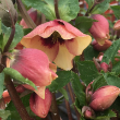 HELLEBORUS 'SANDY SHORES' 1G