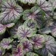 HEUCHERA 'GREEN SPICE' 1G