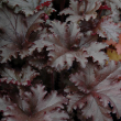 HEUCHERA 'BLACK TAFFETA' 1G